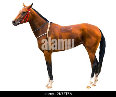 Ritratto di cavallo akhal-teke su sfondo bianco. Foto Stock