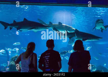 Persone che guardano gli squali in l’Aquàrium de Barcelona, Barcellona, Spagna Foto Stock