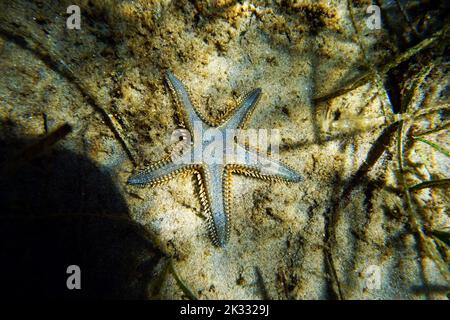 Immagine subacquea di sabbia mediterranea Sea-star Foto Stock