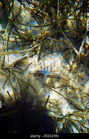 Immagine subacquea di sabbia mediterranea Sea-star Foto Stock