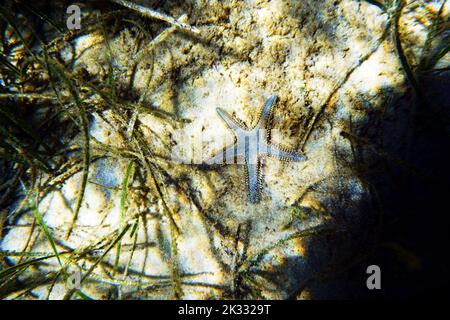 Immagine subacquea di sabbia mediterranea Sea-star Foto Stock