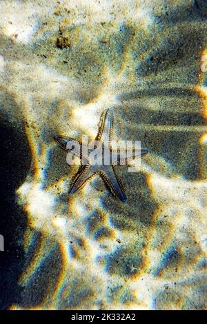 Immagine subacquea di sabbia mediterranea Sea-star Foto Stock