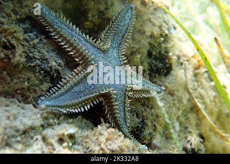 Immagine subacquea di sabbia mediterranea Sea-star Foto Stock