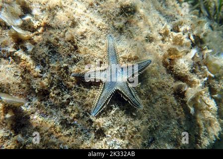 Immagine subacquea di sabbia mediterranea Sea-star Foto Stock
