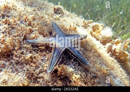 Immagine subacquea di sabbia mediterranea Sea-star Foto Stock