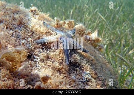 Immagine subacquea di sabbia mediterranea Sea-star Foto Stock