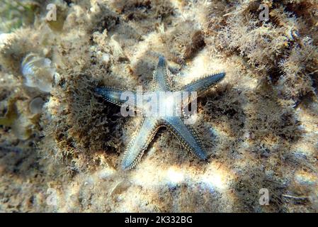 Immagine subacquea di sabbia mediterranea Sea-star Foto Stock