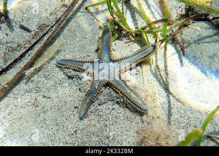 Immagine subacquea di sabbia mediterranea Sea-star Foto Stock