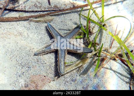 Immagine subacquea di sabbia mediterranea Sea-star Foto Stock