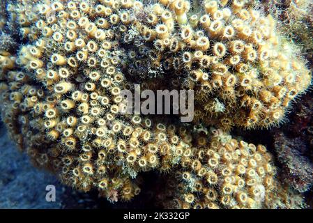 Cuscino o cuscino corallo nel Mediterraneo - Cladocora caespitosa Foto Stock