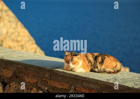 Carino tre colori bianco rosso marrone gatto è steso sul parapetto di cemento e godere di crogiolarsi al sole contro antiche mura di pietra fortezza e luminoso Foto Stock