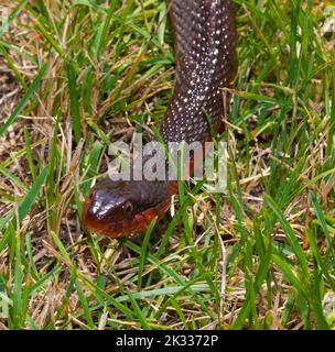 Serpente d'acqua rosso-bellied in erba in Carolina del Nord Foto Stock