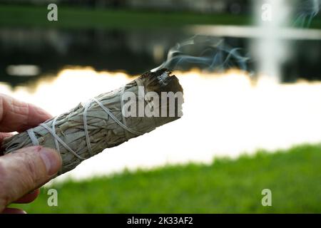 Salvia macchiante in natura per la meditazione Foto Stock