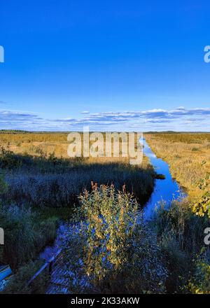 Vista su un grande lago di gamberi. Riserva naturale statale Laghi tumori , San Pietroburgo. Foto Stock