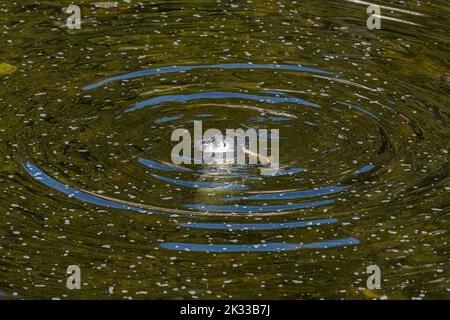 Le onde circolari circondano una foca del porto (Phoca vitulina) che pesca il salmone a Ketchikan Creek, Ketchikan, Alaska, USA. Foto Stock