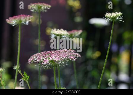 Bellissimo fiore di carote selvatiche nel giardino. Foto Stock