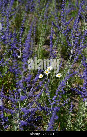 Lavendula blu e margherita bianco in campo fiorito. Foto Stock