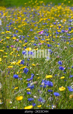 Blu centaurea e fiori gialli in fioritura annuale. Foto Stock