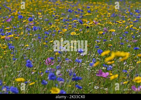 Blu centaurea e fiori gialli in fioritura annuale. Foto Stock