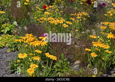 Echinacea gialla e finocchio di lievito scuro in giardino. Foto Stock