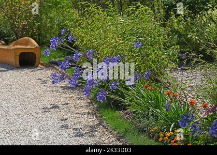 Bella pianta di Agapanthus in un giardino. Foto Stock