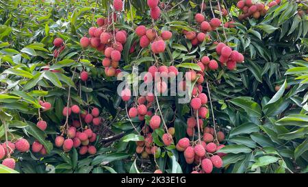Lychees maturo frutta su un albero. Foto Stock