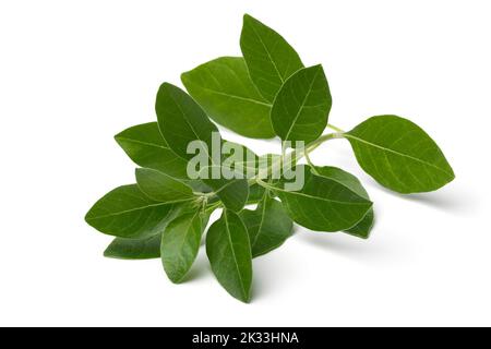 Singolo ramoscello di pianta verde ashwagandha isolato su sfondo bianco Foto Stock