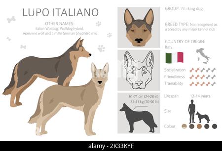 Lupo Italiano clipart. Set di diversi colori del rivestimento. Illustrazione vettoriale Illustrazione Vettoriale