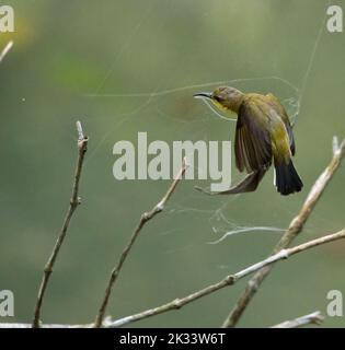 Un primo piano di un simpatico uccello solare palestinese (Cinnyris osea) vicino a una ragnatela Foto Stock