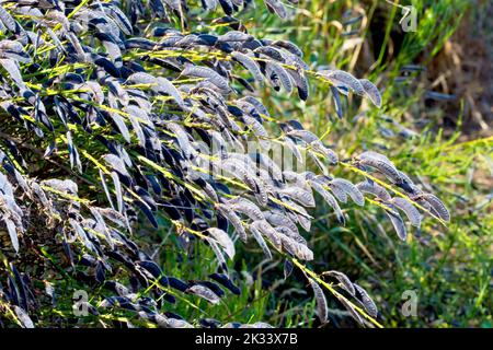 Ginera (cytisus scoparius), primo piano che mostra una massa dei baccelli di semi neri prodotti dall'arbusto a fine estate. Foto Stock