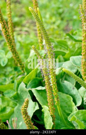 Grande Plantain (plantago maggiore), primo piano che mostra i picchi fioriti della pianta comune di rifiuti, carreggiate e margini dei terreni agricoli. Foto Stock