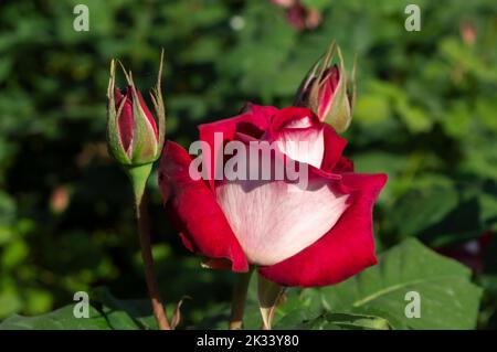 Rosa Nostalgie Rose bianche rosse nel giardino del parco Foto Stock