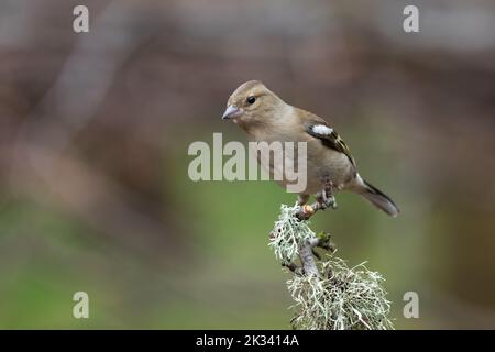 Un ritratto di un gaffo femminile, Fringilla coelebs, come è arroccata su un ramo coperto di lichene. Lo sfondo è naturale e sfocato Foto Stock