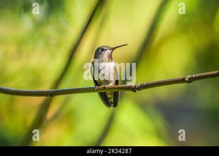 Un colibrì di Anna arroccato su un ramo con alberi sullo sfondo che formano la lettera 'H' Foto Stock