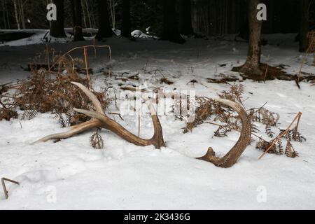 Cervi rossi (Cervus elaphus) hanno sparso corna nella neve, Allgaeu, Baviera, Germania Foto Stock