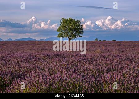 Albero in un campo di lavanda, fioritura vera lavanda (Lavandula angustifolia), luce della sera, vicino a Valensole, luce della sera, Provenza Foto Stock