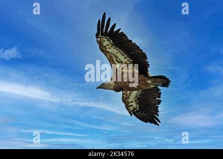 Avvoltoio Griffon (Gyps fulvus) in volo, Gola del Verdon, Provenza, Francia Foto Stock