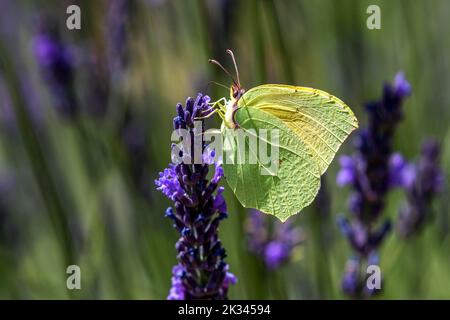 Farfalla di limone (Gonepteryx rhamny) su fiore di lavanda, Provenza, Francia Foto Stock