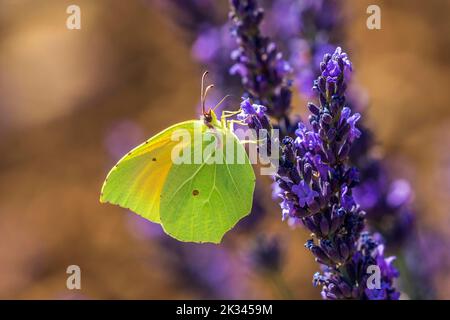 Farfalla di limone (Gonepteryx rhamny) su fiore di lavanda, Provenza, Francia Foto Stock