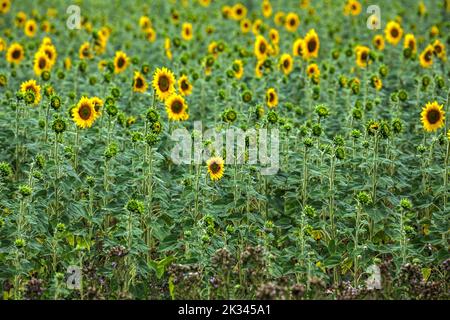 Girasole (Helianthus annuus), campo di girasole, Provenza, Francia Foto Stock