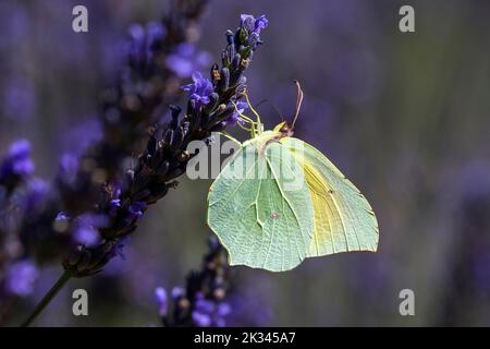 Farfalla di limone (Gonepteryx rhamny) su fiore di lavanda, Provenza, Francia Foto Stock