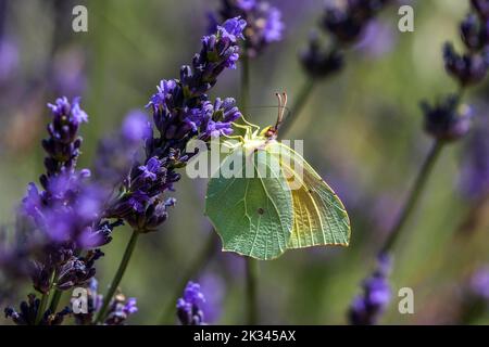 Farfalla di limone (Gonepteryx rhamny) su fiore di lavanda, Provenza, Francia Foto Stock