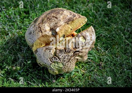 Spalato palla di terra comune (Scleroderma citrinum), Allgaeu, Baviera, Germania Foto Stock