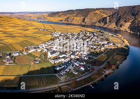 Veduta aerea, vigneti in autunno, Minheim, Piesport, Mosel, Regione Bernkastel-Wittlich, Renania-Palatinato, Germania Foto Stock