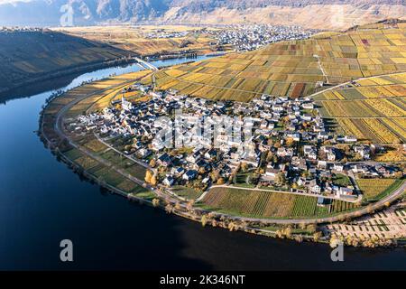 Veduta aerea, vigneti in autunno, Minheim, Piesport, Mosel, Regione Bernkastel-Wittlich, Renania-Palatinato, Germania Foto Stock