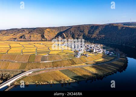 Veduta aerea, Germania, Renania-Palatinato, regione Minheim Piesport Bernkastel-Wittlich, Minheim Piesport, Mosella, vigneti in autunno Foto Stock