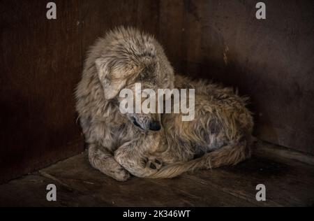 Un cane vecchio, sgarbato, stanco, addormentato in un angolo. Foto Stock