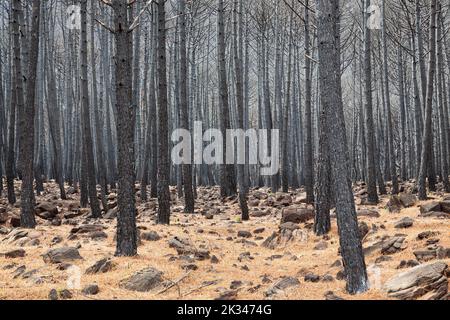 Pietra bruciata o pinne di ombrello (Pinus pinea) dopo un incendio nella foresta, Sierra Bermeja, Provincia di Malaga, Andalusia, Spagna Foto Stock