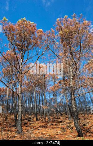 Pietra bruciata o pinne di ombrello (Pinus pinea) dopo un incendio nella foresta, Sierra Bermeja, Provincia di Malaga, Andalusia, Spagna Foto Stock