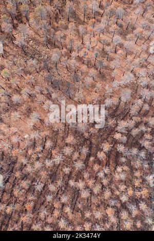 Pietra bruciata o pinne di ombrello (Pinus pinea) dopo un incendio boschivo, vista aerea, fucilato di droni, Sierra Bermeja, provincia di Malaga, Andalusia, Spagna Foto Stock